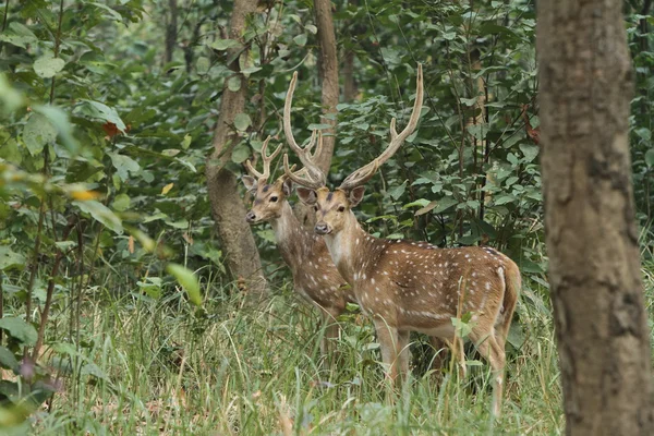 Andheri Zone