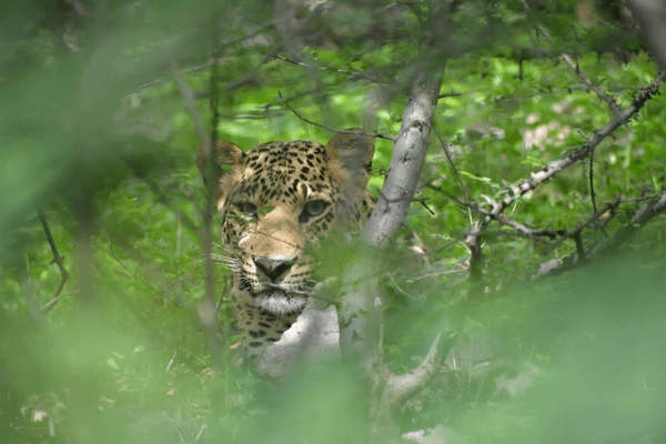 Leopard