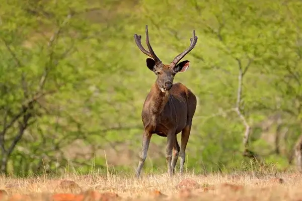 Sambar