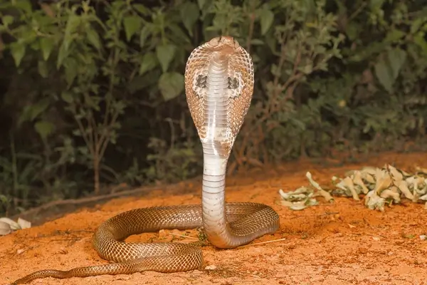 Rajaji National Park Herpetofauna